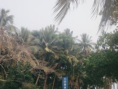 -东郊椰林