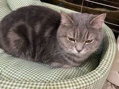-楼上猫咖(罗湖店)