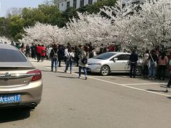 -武汉大学-樱园