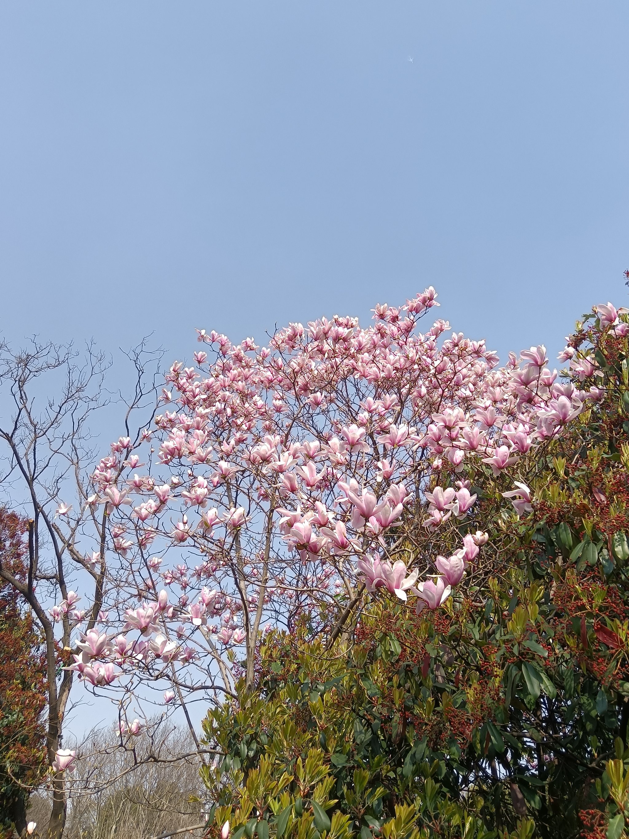 粉玉兰花气味图片