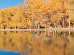 -金塔沙漠胡杨林景区