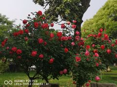 -鹅湖玫瑰文化园