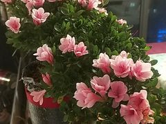 -新湖明珠城