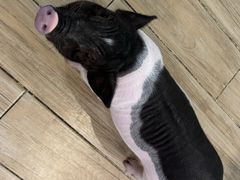 -李小姐の猫咖啡馆(五角场店)
