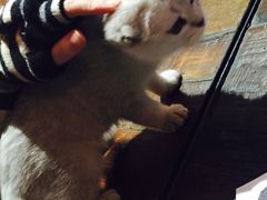 Mikaku-MIKAKU(万达广场上海宝山店)