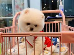 -萌兽医馆·眼科·异宠专科(三里屯店)