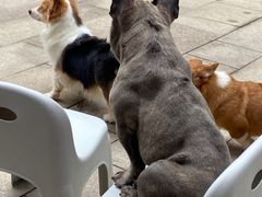 -柯斗斗主题餐厅·狗咖·围炉煮茶·茶饮(国瑞升平里店)