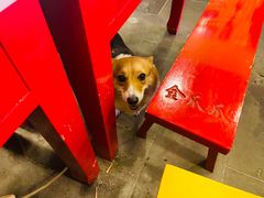 -重庆金爪爪特色干锅(大竹林直营店)