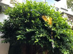 -RGF(巨鹿路店)