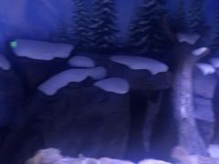 -上海海昌海洋公园-冰山北极馆