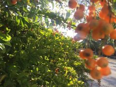 -邦邦岛