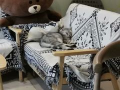 -平行世界·猫咖(首经贸店)