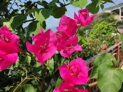 -西湖外事游船(花港观鱼码头)