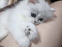 -客栈猫舍(中央北路店)