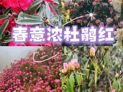 -贵州百里杜鹃风景名胜区