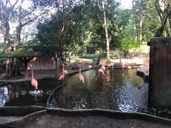 -清迈夜间动物园