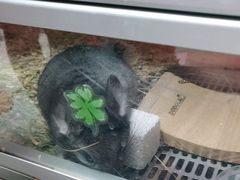 -龙猫仔乐园(惠福东路店)