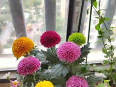 -金科花卉市场
