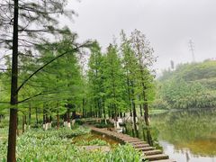 -重庆彩云湖湿地公园