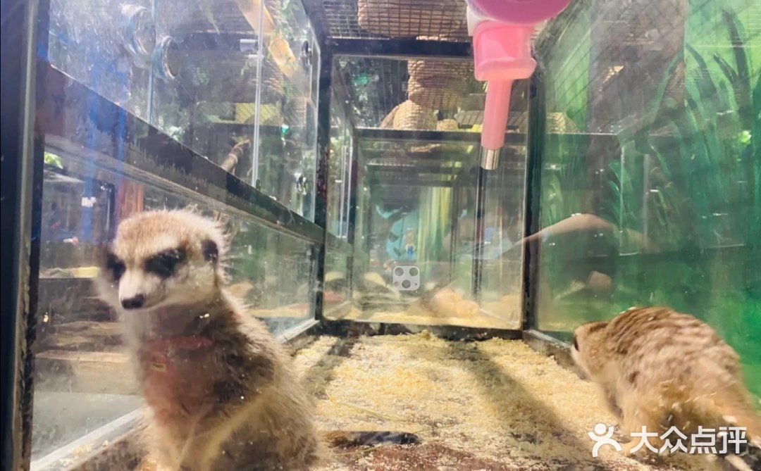 六一大优惠‖快来撩逗你喜欢的萌宠吧！