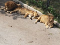 -大连森林动物园