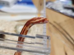 -酷以爬仙阁实体爬宠店·守宫·蜥蜴·专业繁育