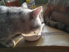 -猫猫幼稚园·撸猫·桌游·电玩
