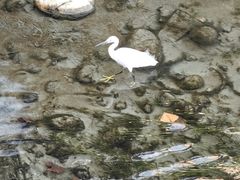 -杨柳河(地铁站)