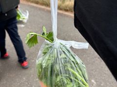 -前小桔亲子创意农场·草莓采摘·露营烧烤