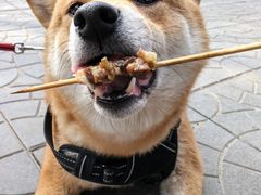 -尚庄度假村·庭台树下·户外烧烤·团建CS·轰趴营地(上庄水库店)