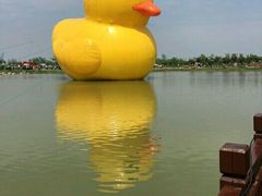 -荷兰花海