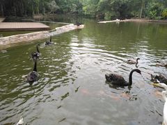 -海南热带野生动植物园