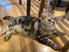 -Cappucimeow猫咪咖啡馆(韦伯时代店)