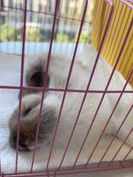 -萌宠亲子动物乐园(槐房万达店)