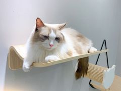 -飞行喵MR PILOT|猫舍·猫咖(静安大融城店)