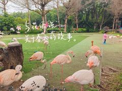 -广州长隆飞鸟乐园