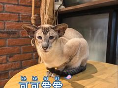 -豆逗聊愈猫阁Easy Life