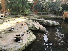 -南宫五洲植物乐园