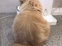 -more than meow吴止猫主题餐厅(承德 中船汇店)