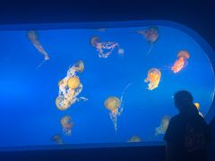 -太平洋海底世界