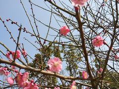 -桃花岛景观公园
