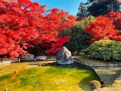 -西芳寺(苔寺)