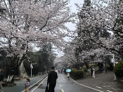 -武汉大学-樱园