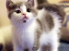 -Bastet sally猫舍购宠(静安店)
