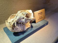 -陕西自然博物馆