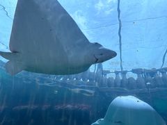 -悉尼海洋生物水族馆