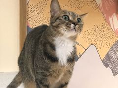-滚猫咖啡·猫咖·猫友好撸猫(未来城店)