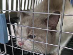 -心仪动物医院·牙专科·肿瘤·心脏科(西客站院)