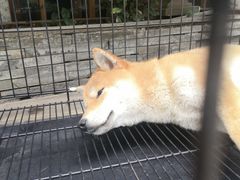 -鲤·鮨KOISUSHI