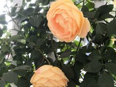 -人民公园(罗湖区)